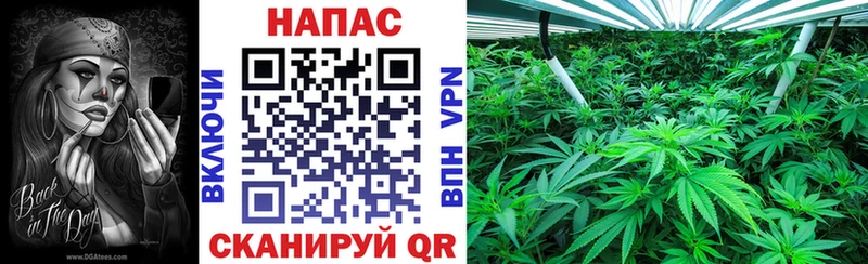 Каннабис MAZAR  Купить где  Называевск 